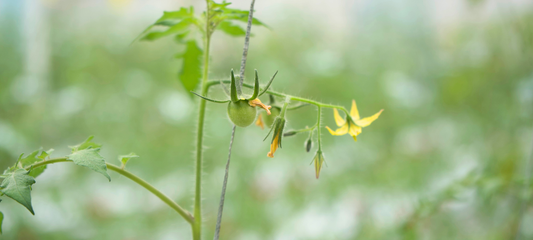 トマトの「受粉」はハチに任せない。何万もの花に手作業で命を吹き込む理由